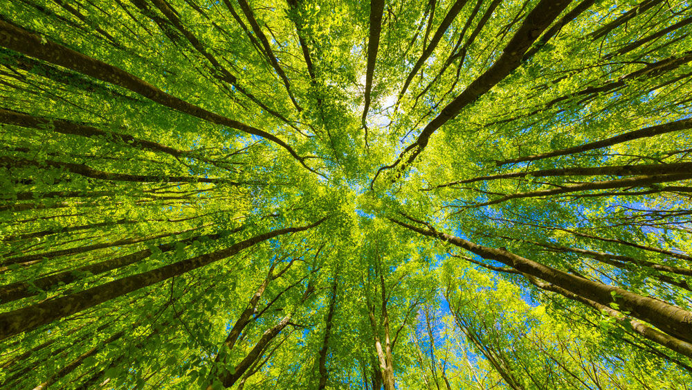 forest